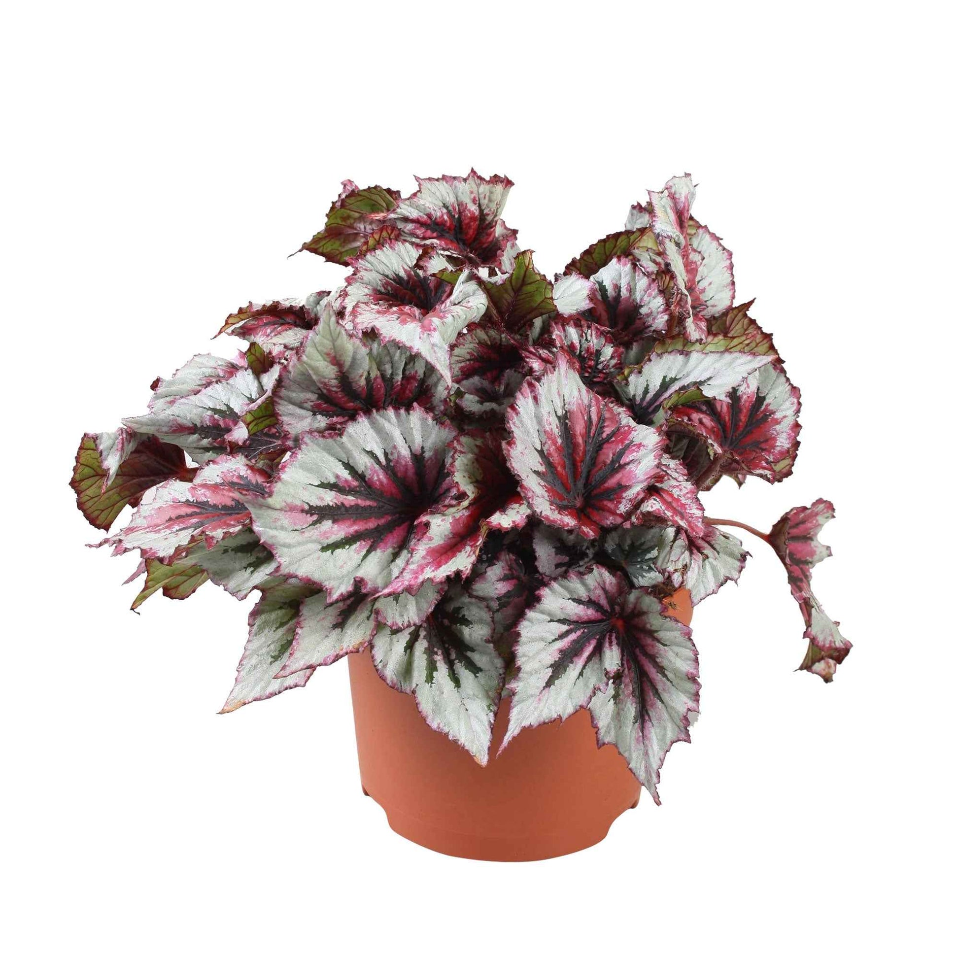 Begonia beleaf evening glow - Blattbegonie 'Evening Glow' - Grüne Zimmerpflanzen