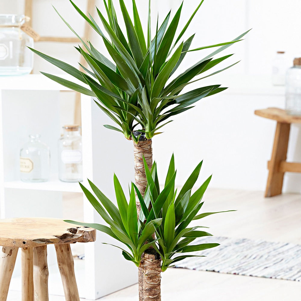 Palmlilie - Yucca elephantipes - Bakker