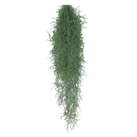 Spanisches Moos - Tillandsia usneoides - Bakker