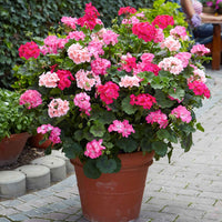 Geranien - Pelargonien - Stehende Geranie rosa - Pelargonium zonale