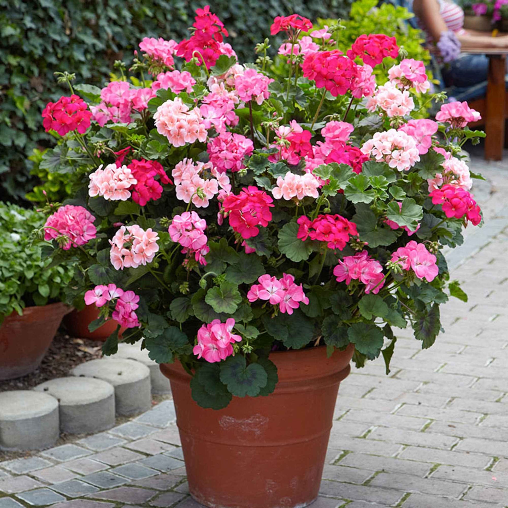 Geranien - Pelargonien - Stehende Geranie rosa - Pelargonium zonale