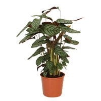 Korbmarante 'Compact Star' - Calathea compact star - Bakker
