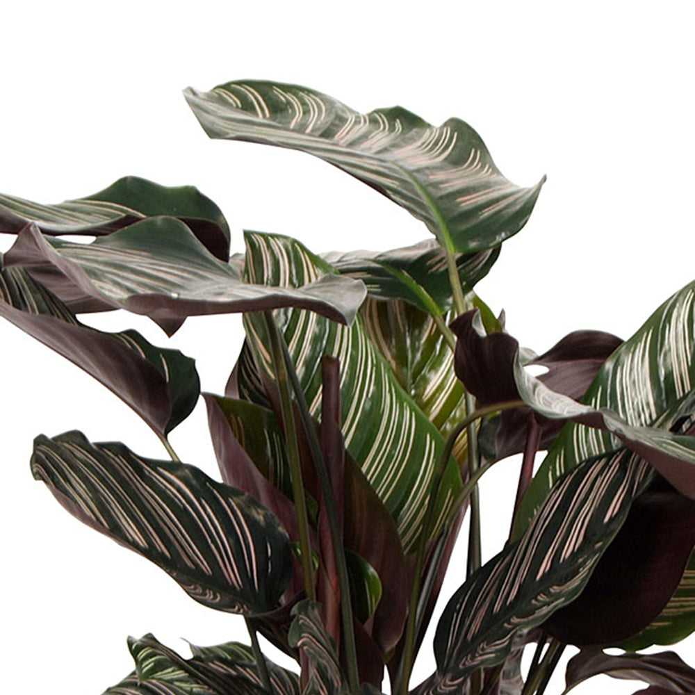 Calathea ornata - Korbmarante 'Ornata' XL - Calathea