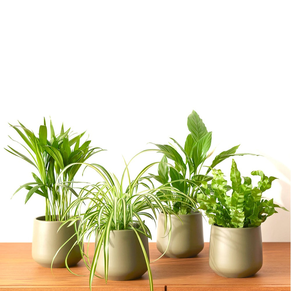Luftreinigende Pflanzen Mischung (x4) - Areca dypsis, chlorophytum 'atlantic', asplenium, spathiphylum - Bakker