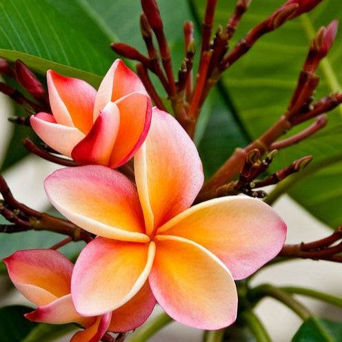 Frangipani rot - Plumeria Rubra Bordeau - Bakker