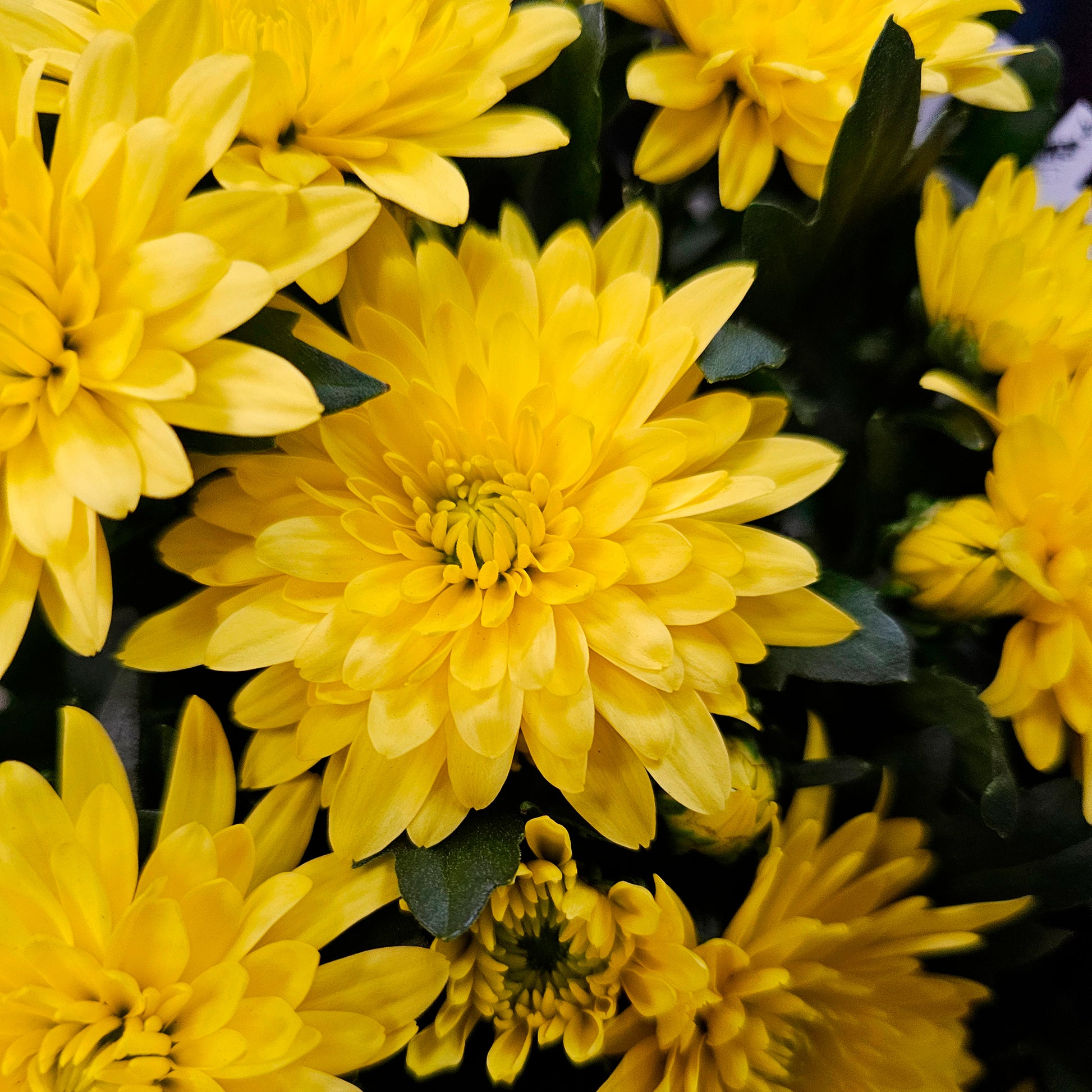 Chrysantheme Gelb/Orange - Bakker