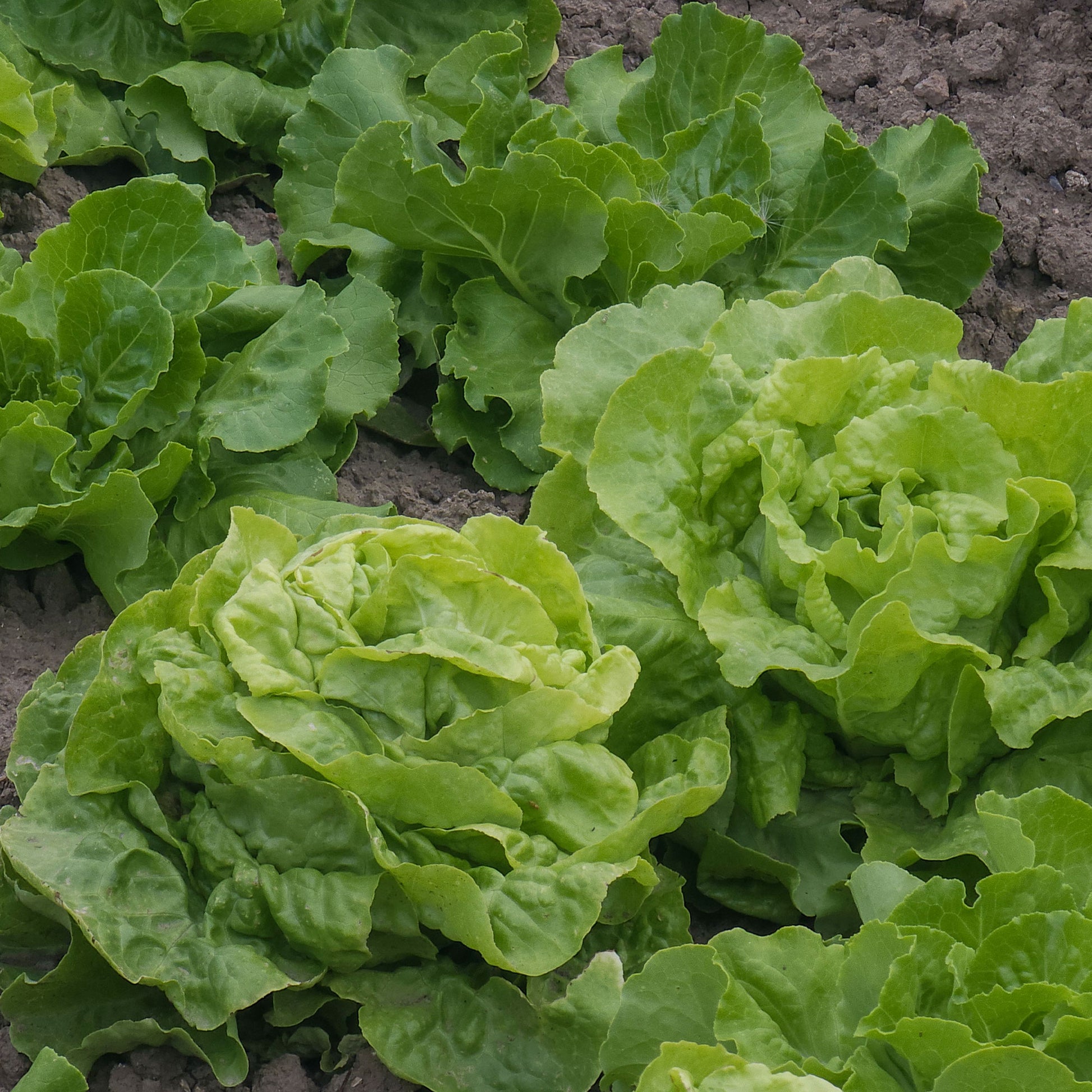 Kopfsalat Deliane - Lactuca sativa Deliane - Bakker