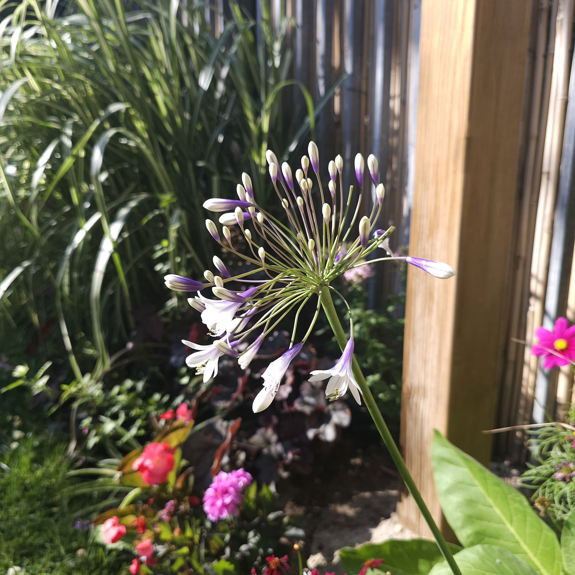 Verkauf Schmucklilie Twister - Agapanthus Twister