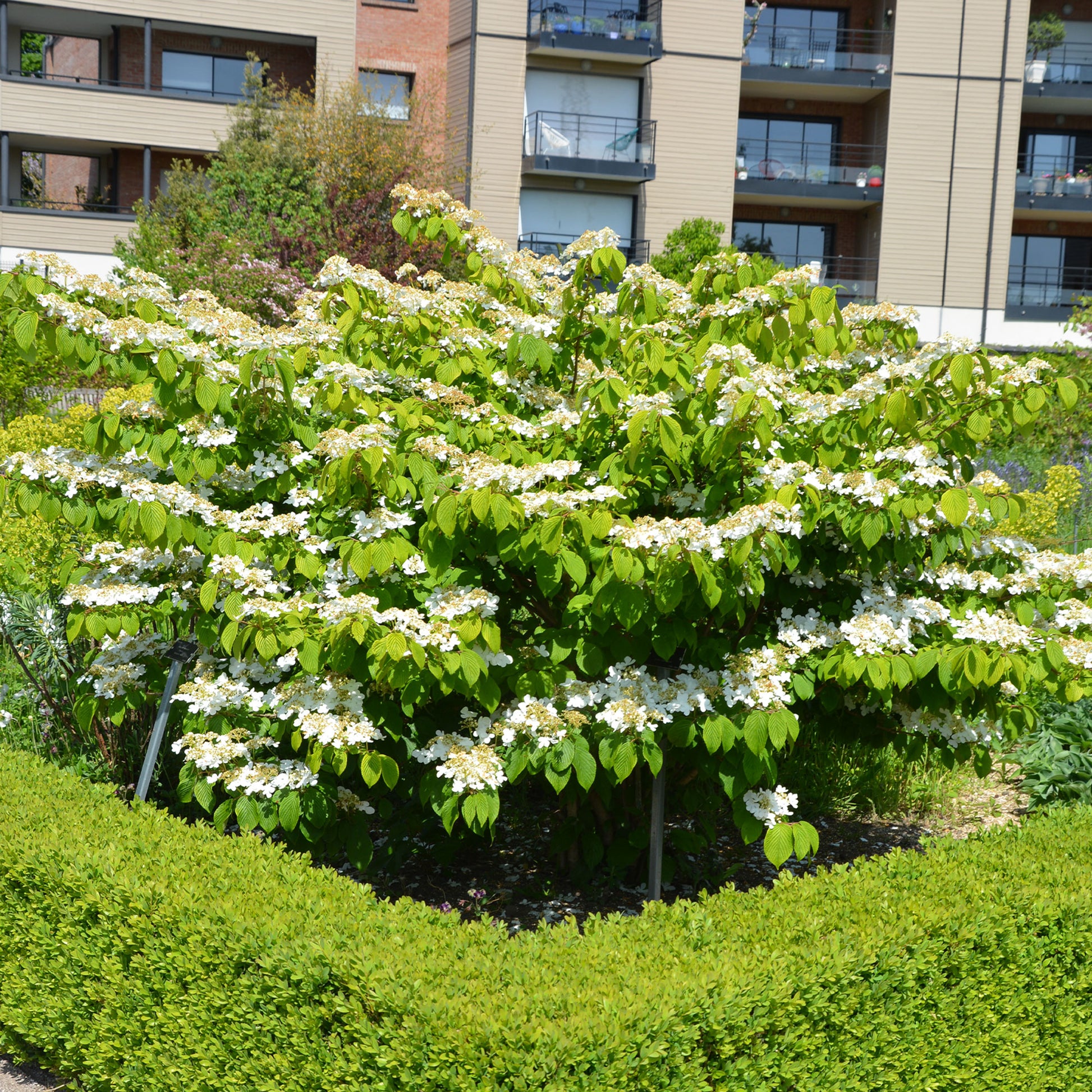 Viburnum plicatum Watanabe - Japanischer Schneeball - Viburnum