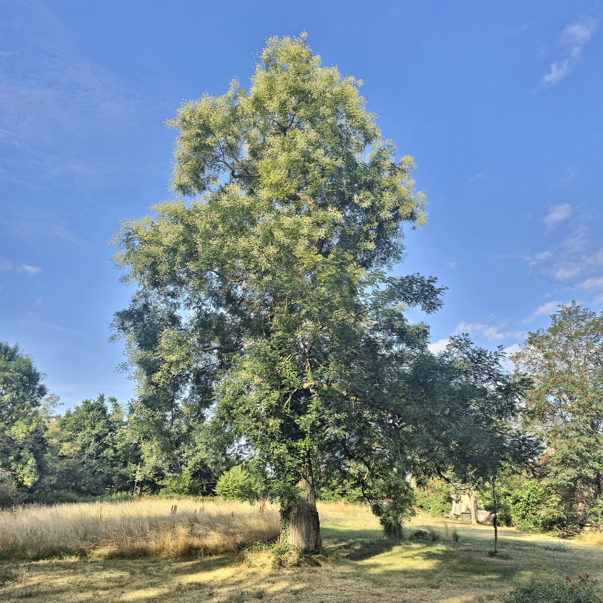 Japanischer Schnurbaum - Sophora japonica - Bakker
