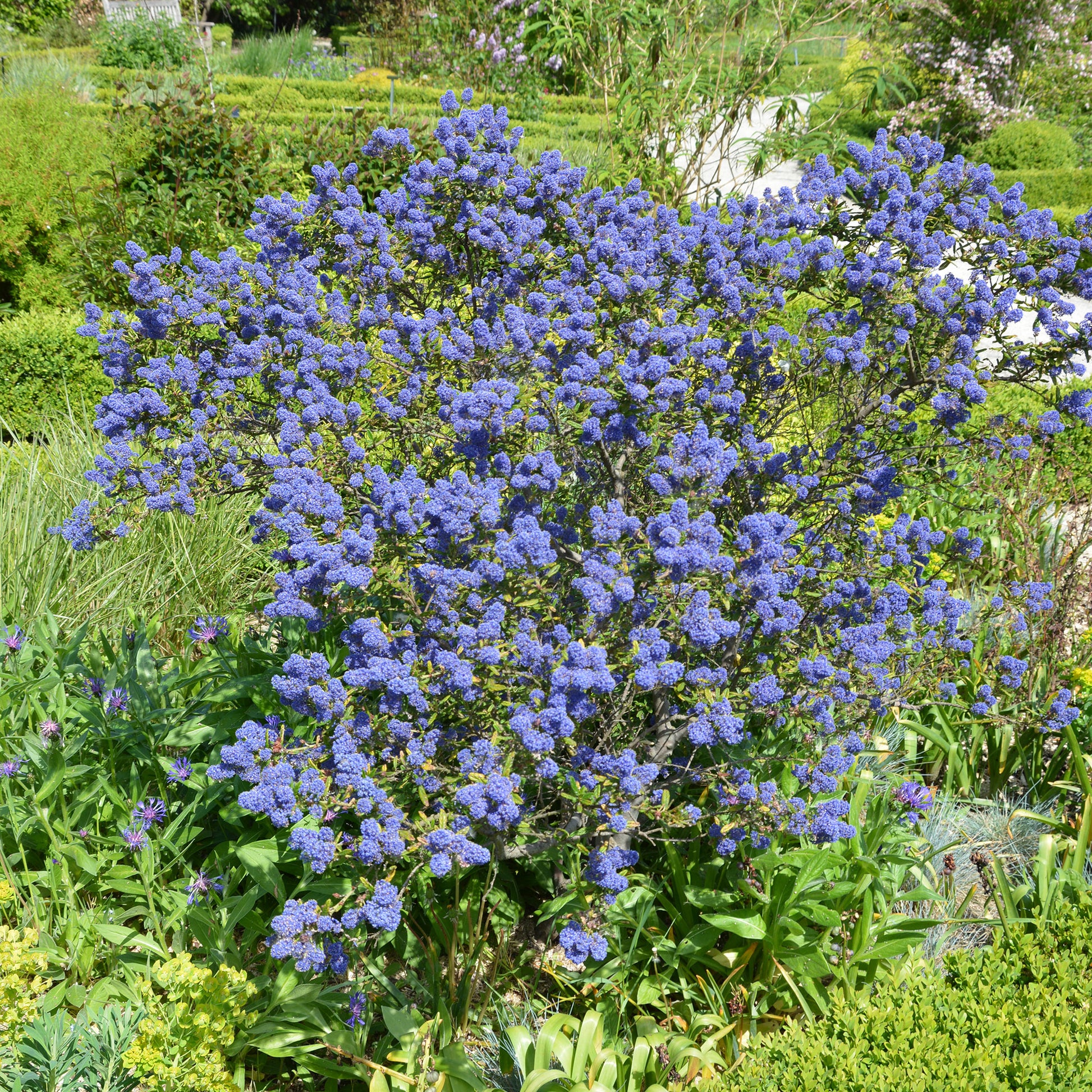 Ceanothus - Kalifornischer Flieder - Säckelblume Concha - Ceanothus Concha