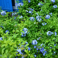 Bleiwurz 'Dark Blue' - Bakker