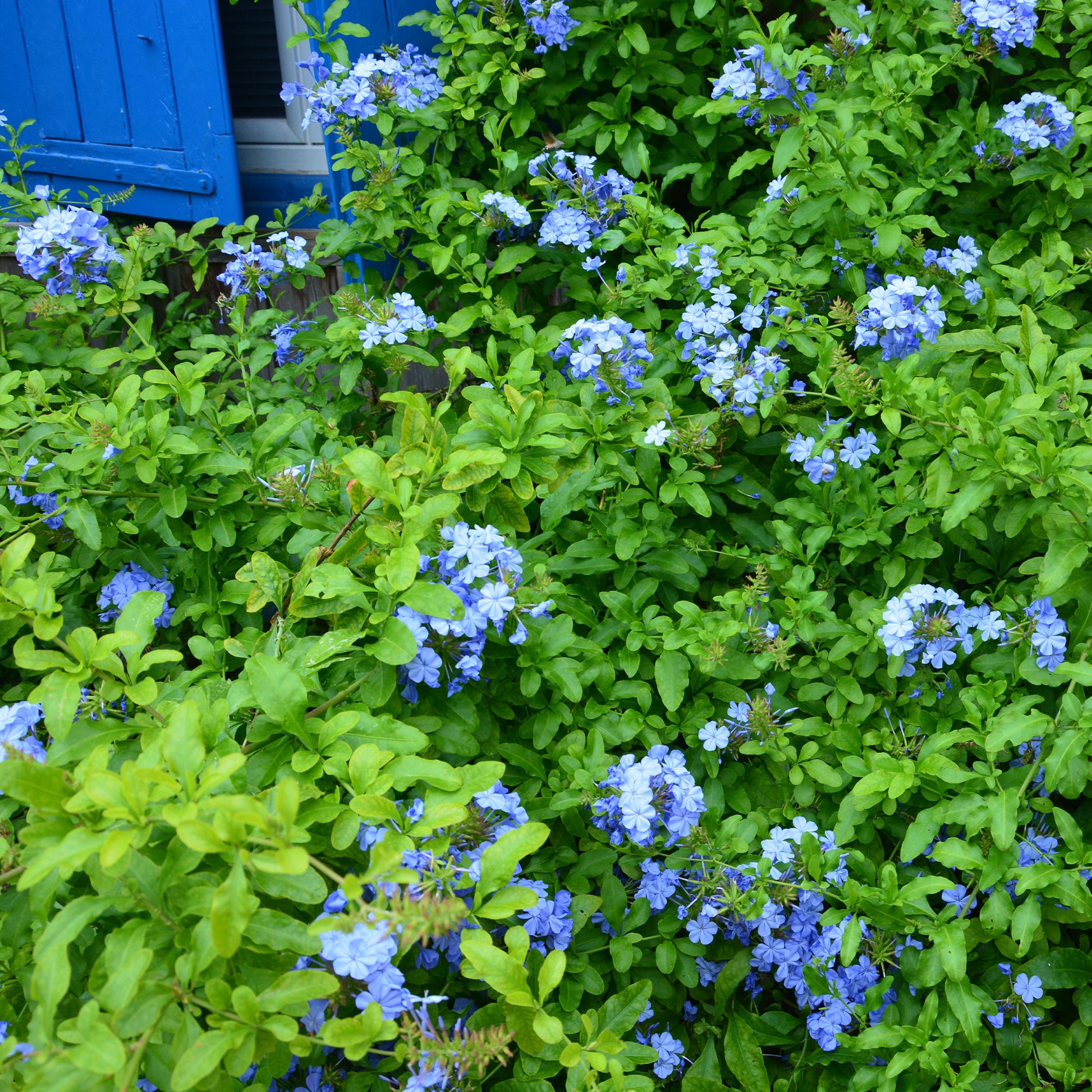 Bleiwurz 'Dark Blue' - Bakker