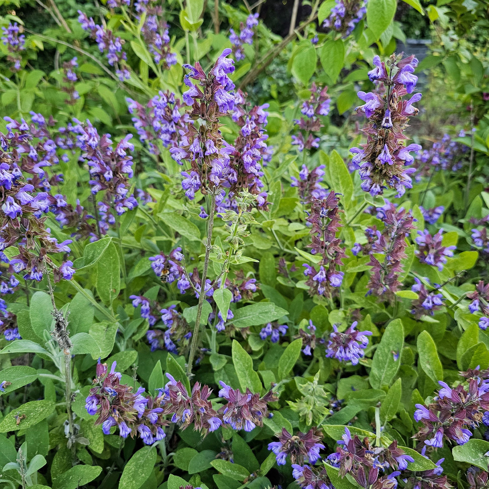 Salbei - Gartensalbei - Salvia officinalis