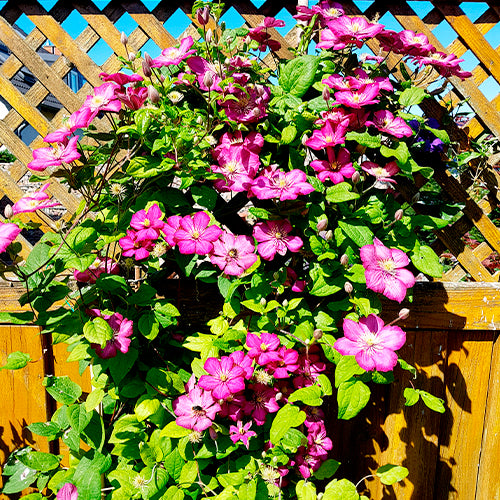 Clematis Ville de Lyon, Miss Bateman, Président - Clematis-Kollektion 'Ville de Lyon', 'Miss Bateman', 'President' (x3) - Clematis