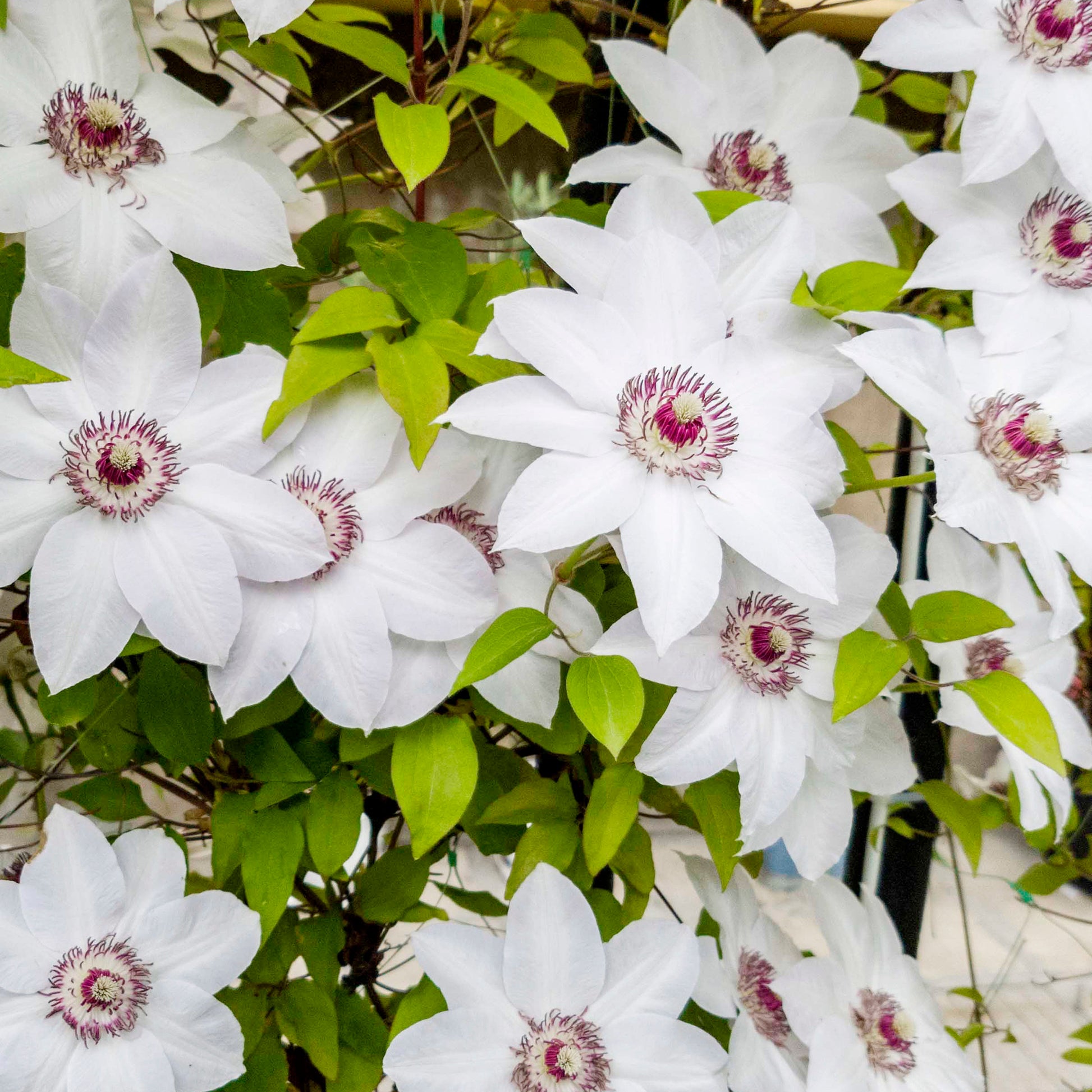 Verkauf Clematis-Kollektion 'Ville de Lyon', 'Miss Bateman', 'President' (x3) - Clematis Ville de Lyon, Miss Bateman, Président