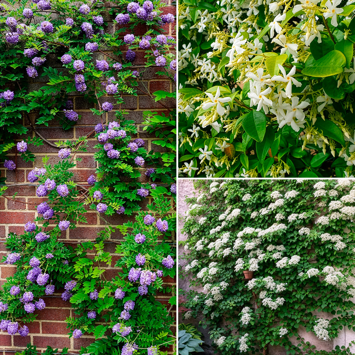Kletterpflanzen-Kollektion Jasmin, Glyzinie, Kletterhortensie (x3) - Bakker