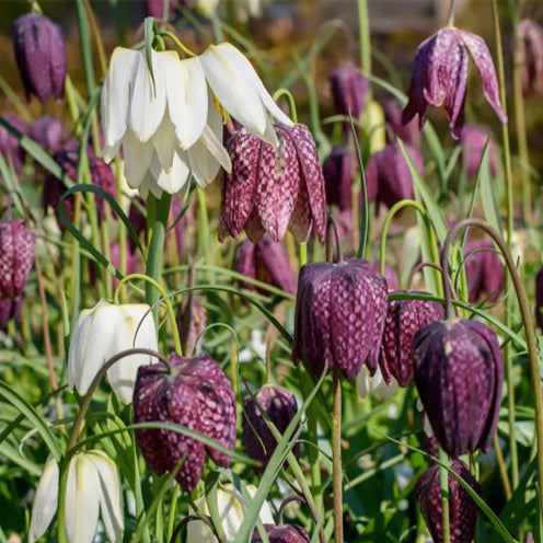 Schachblumen Mischung (x30) - Fritillaria Meleagris - Bakker