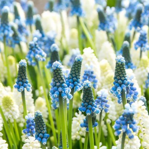 Blaue und weiße Traubenhyazinthen-Mischung (x35) - Bakker