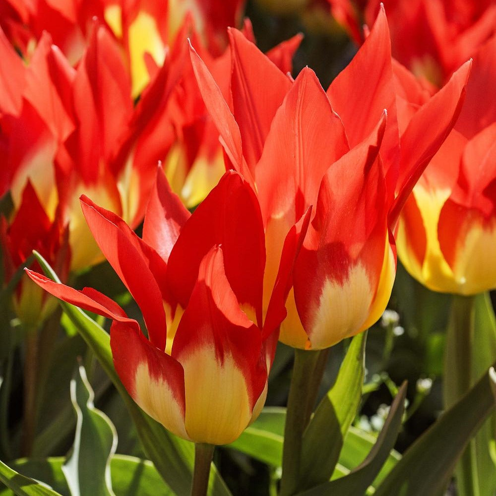 Tulpen ‘Flames Mystery’ (x5) - Tulipa Fosteriana Flames Mystery - Bakker