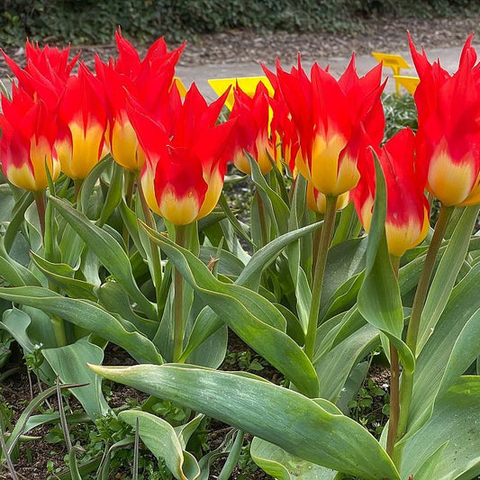 Tulpen ‘Flames Mystery’ (x5) - Bakker