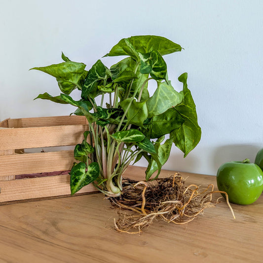 Syngonium (25–35 cm) - Bakker
