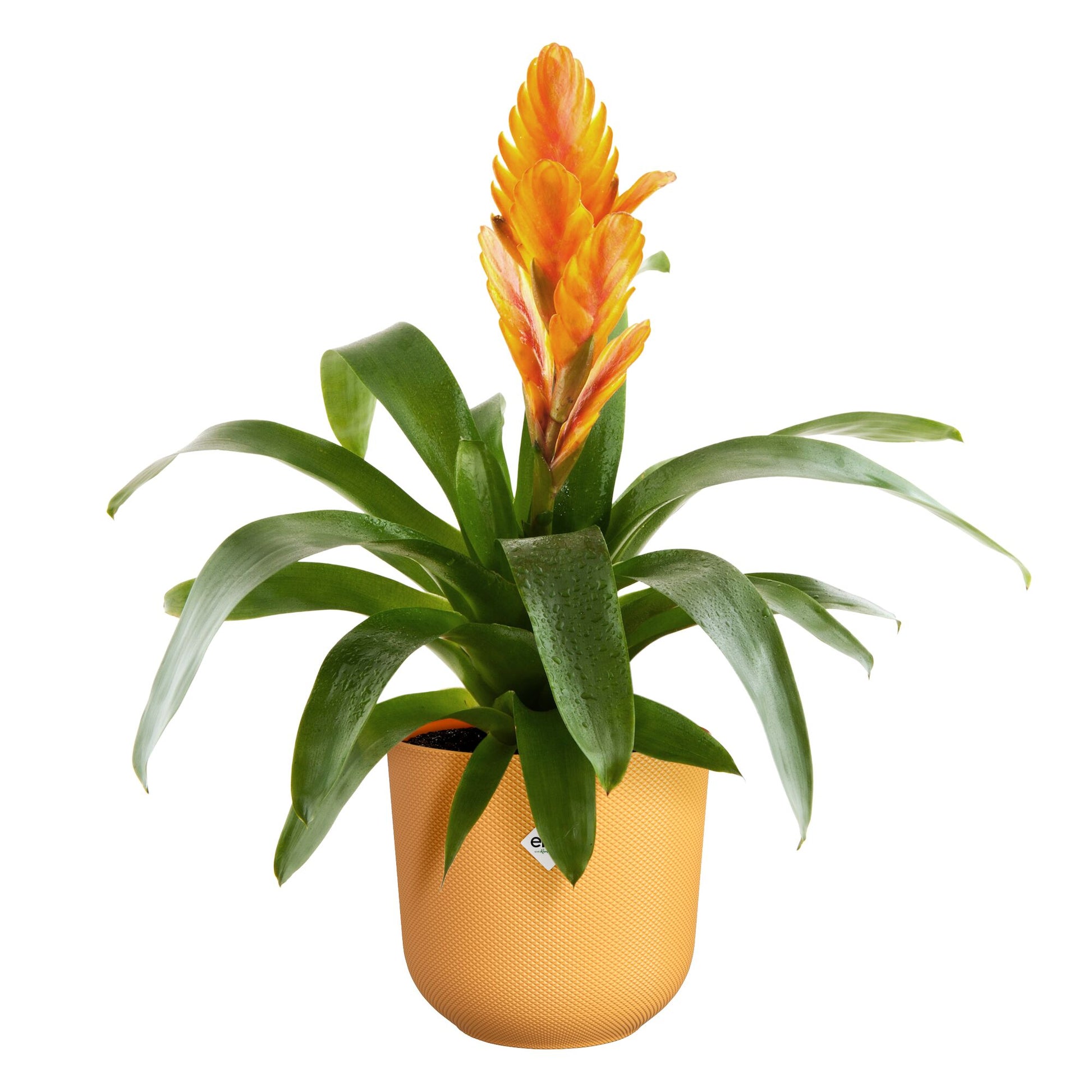 Verkauf Blumentopf Jazz gelb ELHO