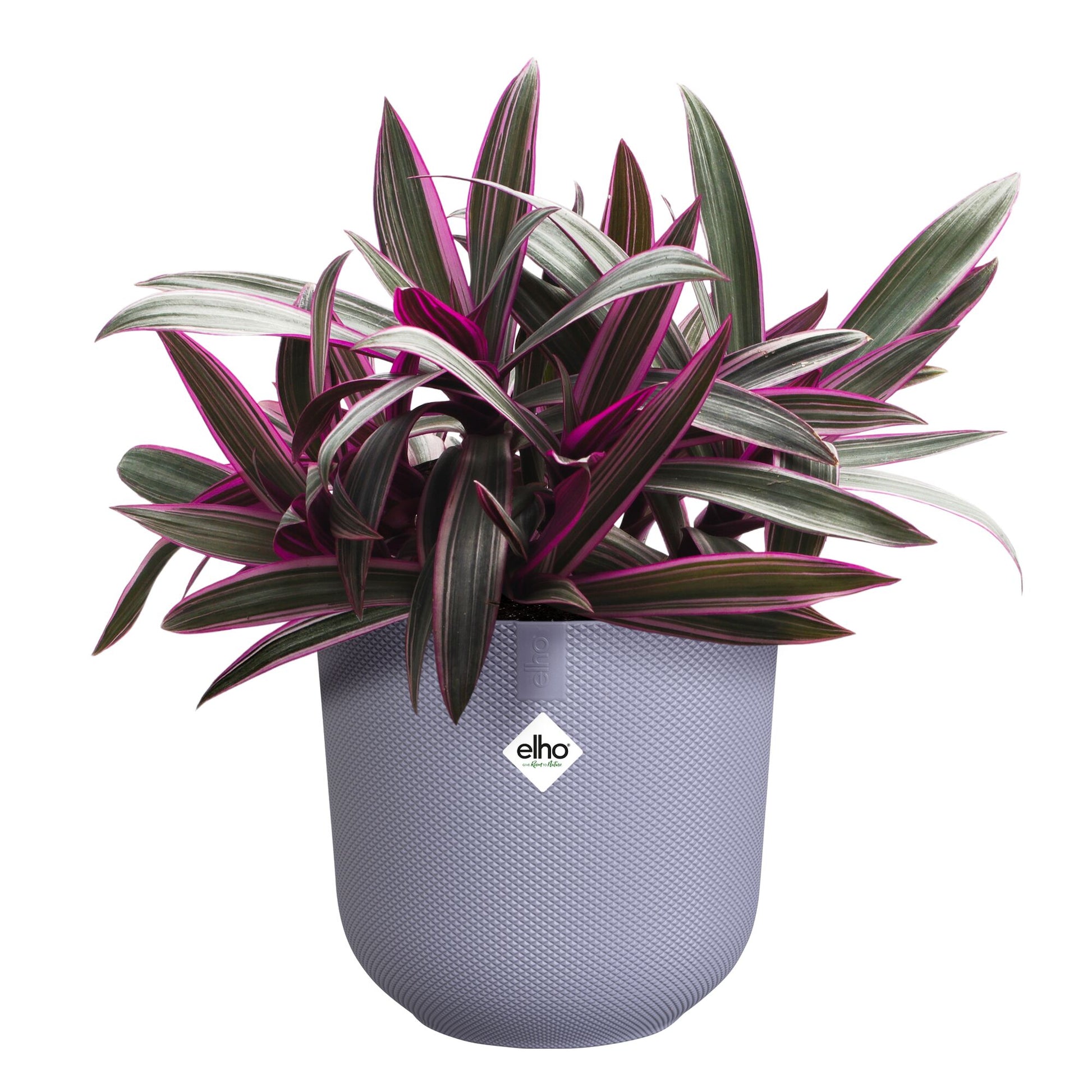 Verkauf Blumentopf Jazz lila ELHO