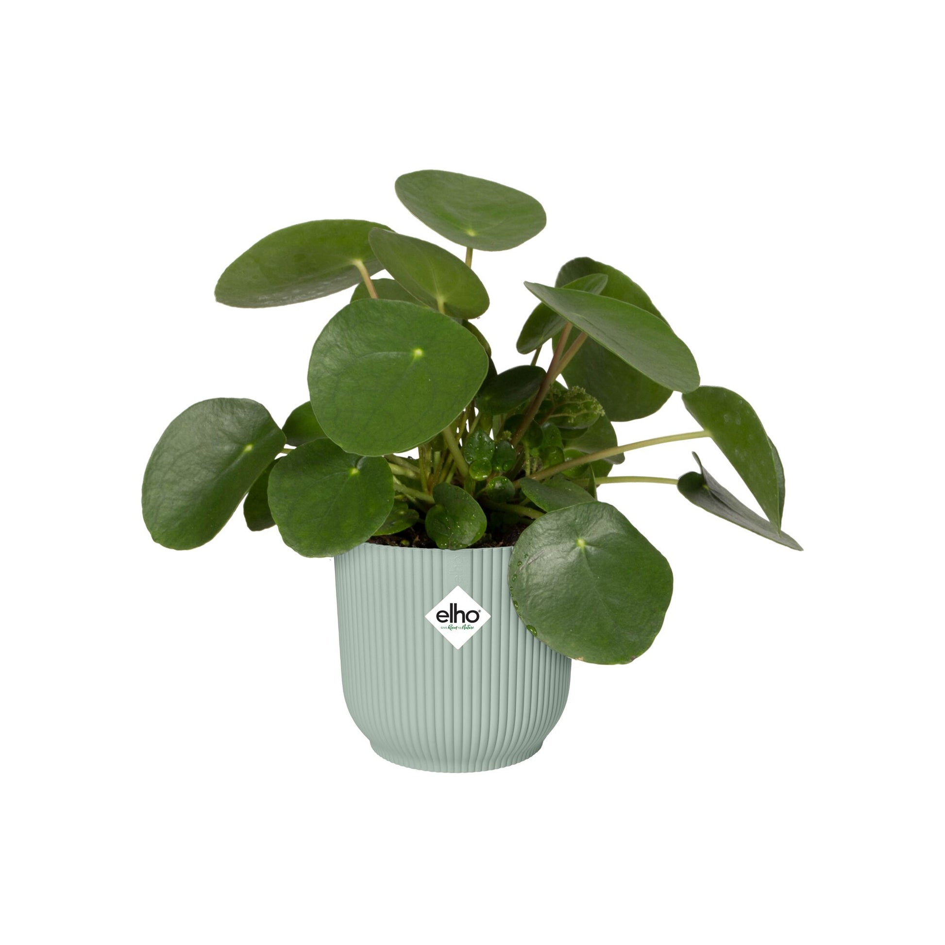 Elho Blumentopf Vibes fold rund sorbet grün -  - Bakker