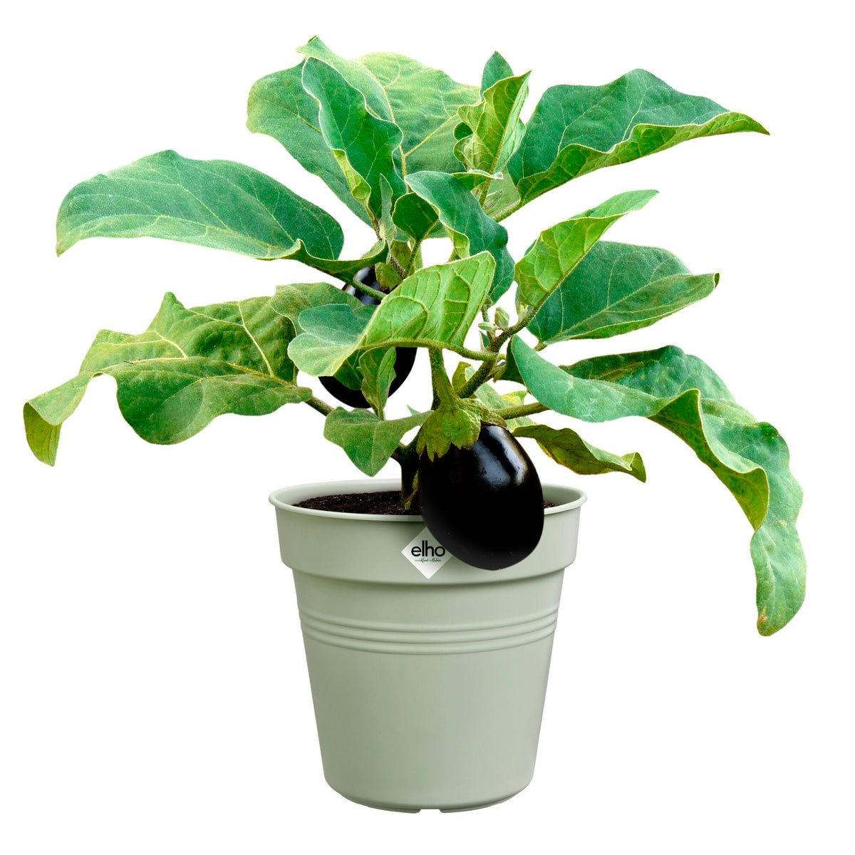 Anzuchttopf Green Basics  Steingrün -  - Bakker