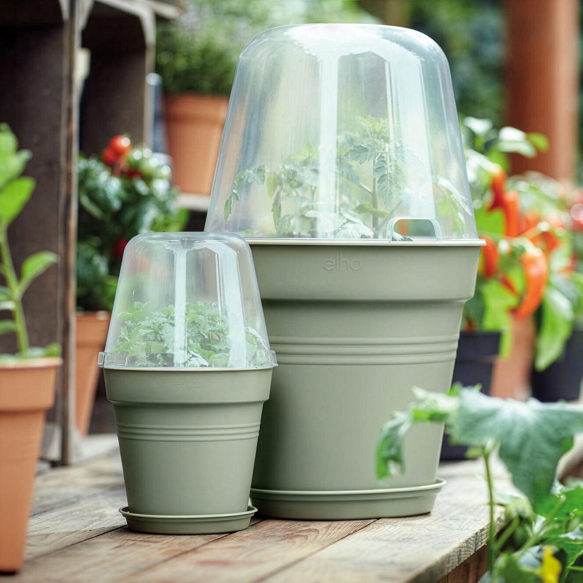 Verkauf Anzuchttopf Green Basics  Steingrün - 