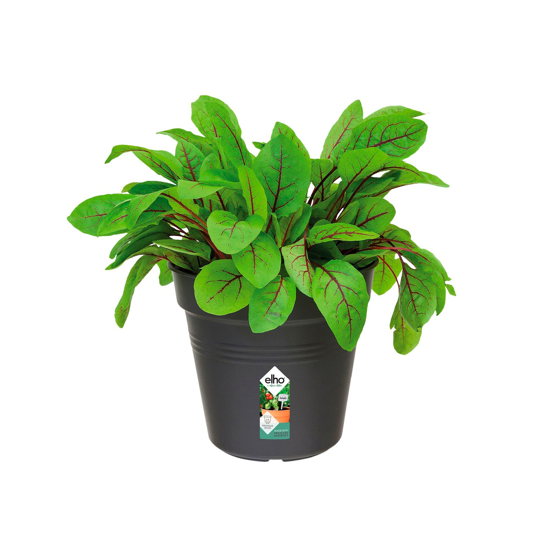 Anzuchttopf Green Basics  Living Schwarz ELHO -  - Bakker