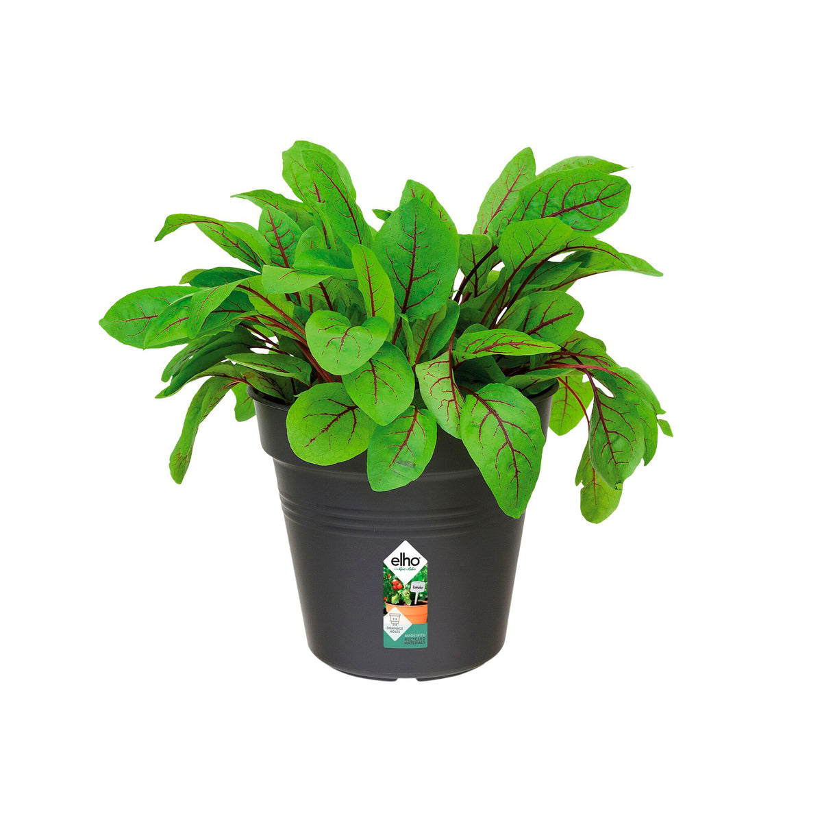 Anzuchttopf Green Basics  Living Schwarz ELHO -  - Bakker