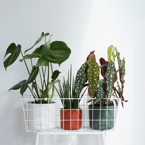 Elho Blumentopf B.for soft rund klinkerrot -  - Bakker