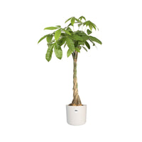 Pflege und Material - Elho Blumentopf B.for soft rund weiß - 