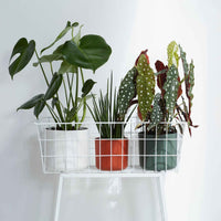 Verkauf Elho Blumentopf B.for soft rund weiß - 