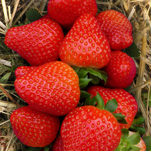 Fragaria x ananassa Sonata - Erdbeer-Pflanze 'Sonata' - Erdbeeren