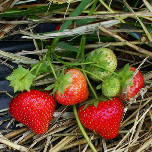 Erdbeer-Pflanze 'Sonata' - Fragaria x ananassa Sonata - Bakker