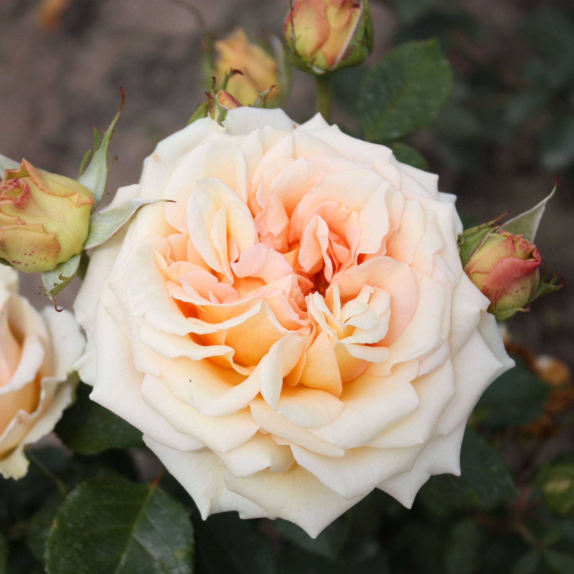 Rose ‘Tahiti’ - Rosa tahiti - Bakker