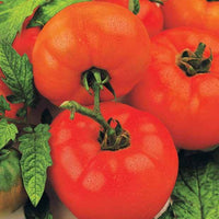 Tomate 'Saint Pierre' - Solanum lycopersicum saint pierre - Bakker