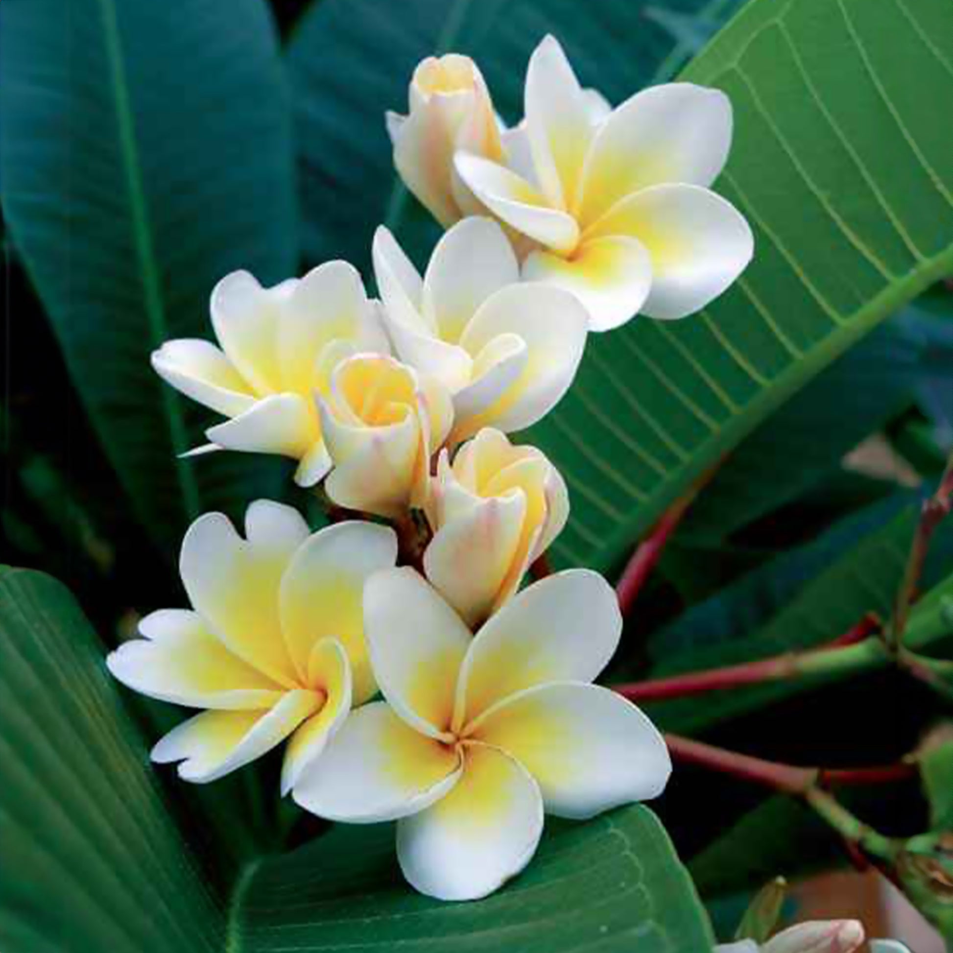 Frangipani - Frangipani - Plumeria - Bakker
