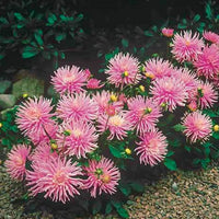 Dahlien-Zwiebeln - Kaktusdahlie Park Princess (x3) - Dahlia Park Princess