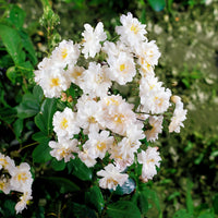 Rosa x wichuraiana Petite Duchesse , Immensee - Ramblerrosen-Kollektion 'Immensee' weiß & 'Petite Duchesse' (x2) - Kletterrosen