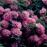 Ramblerrosen-Kollektion 'Immensee' weiß & 'Petite Duchesse' (x2) - Rosa x wichuraiana Petite Duchesse , Immensee - Bakker