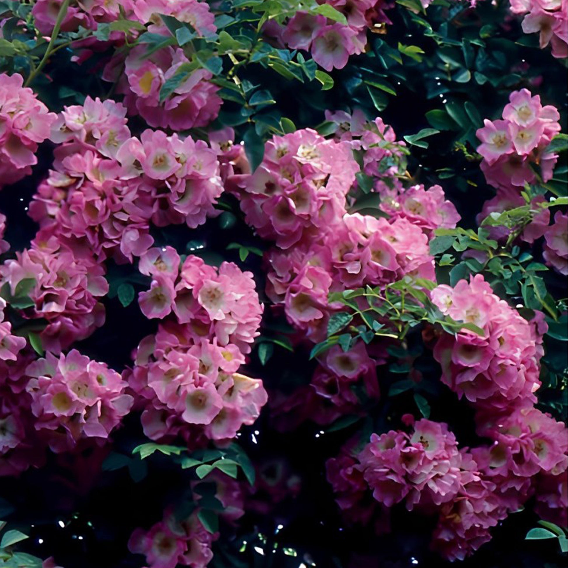 Ramblerrosen-Kollektion 'Immensee' weiß & 'Petite Duchesse' (x2) - Rosa x wichuraiana Petite Duchesse , Immensee - Bakker