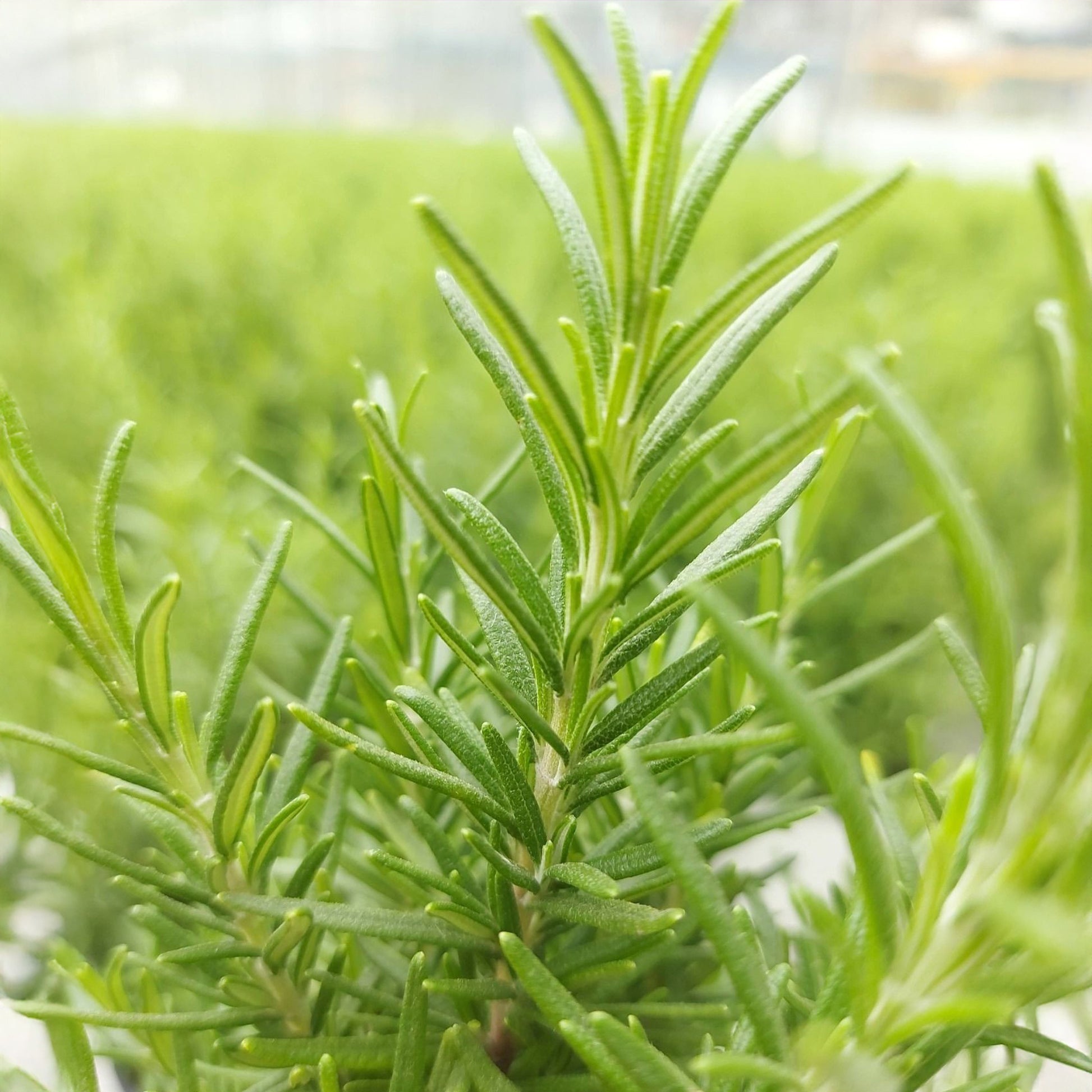 Rosmarin ' Weihnachtsbaum' - Rosmarinus officinalis Christmas Tree - Bakker