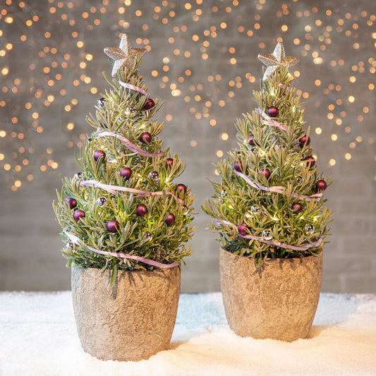Lavendel  ' Weihnachtsbaum' - Bakker