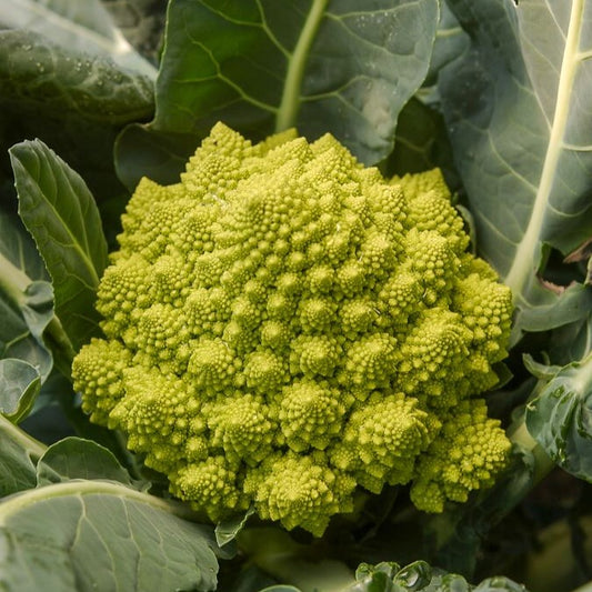 Brokkoli ‘Romanesco’ - Bakker