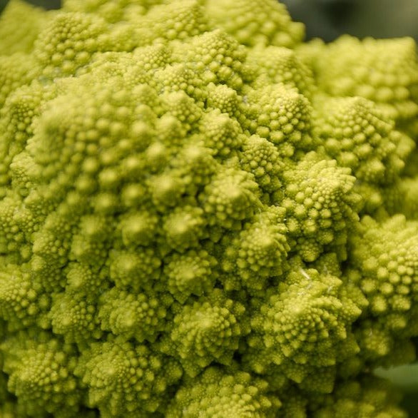 Brokkoli ‘Romanesco’ - Brassica oleracea botrytis romanesco - Bakker