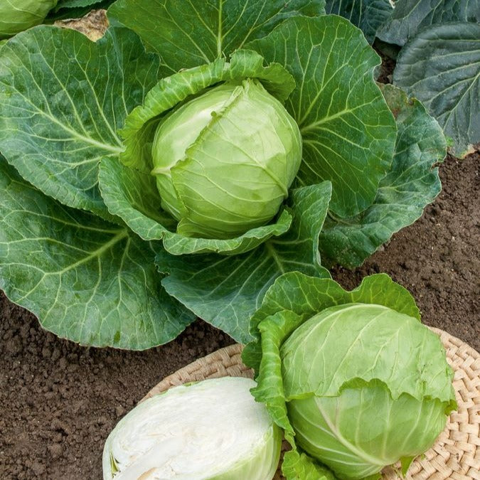 Weißkohl ‘Nantais hatif’ - Brassica oleracea capitata nantais hâtif - Bakker